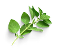 Aceite de orégano